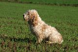 PTIT BASSET GRIFFON V.  028